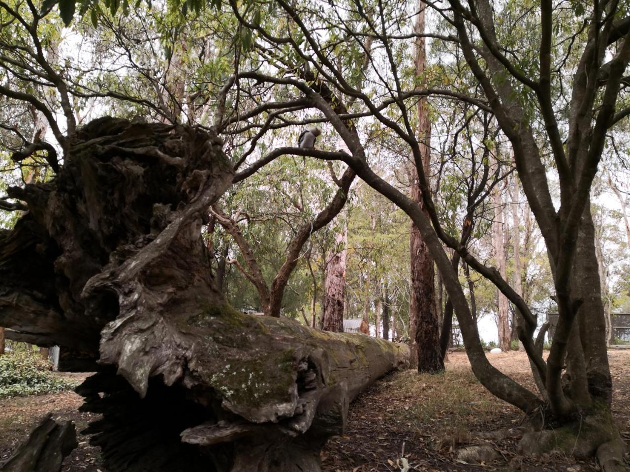 Kalimna Woods Cottages Lakes Entrance Zewnętrze zdjęcie